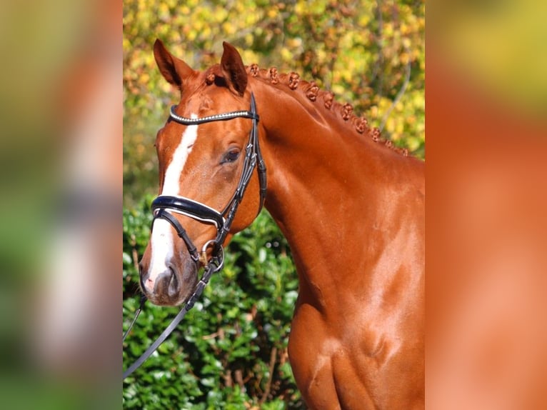 Hanoverian Gelding 3 years 16,1 hh Chestnut-Red in Selsingen