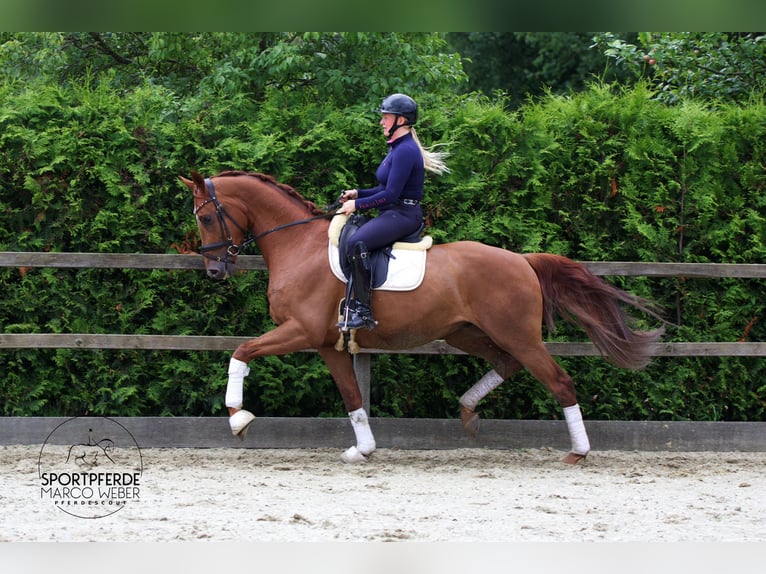 Hanoverian Gelding 3 years 16,1 hh Chestnut-Red in Vechta