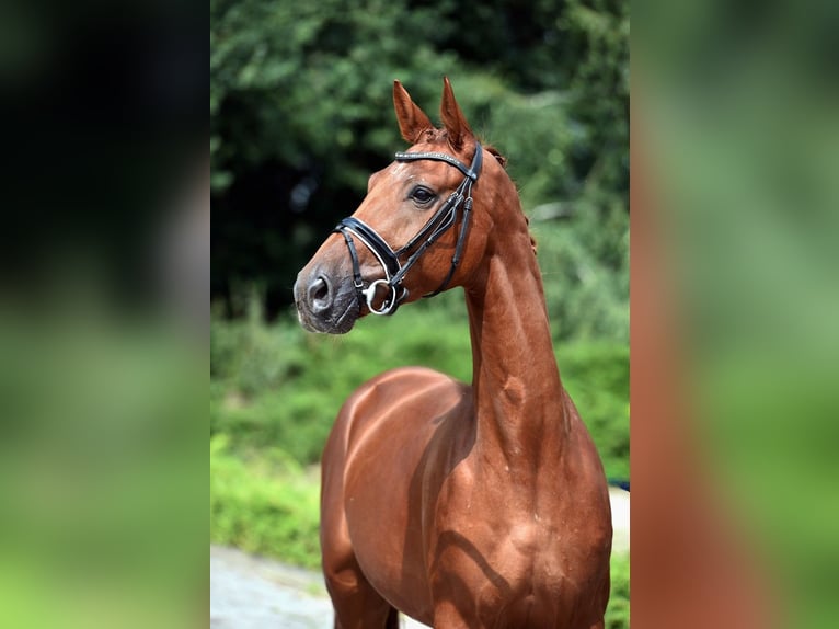 Hanoverian Gelding 3 years 16,1 hh Chestnut-Red in Visbek