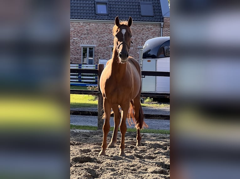 Hanoverian Gelding 3 years 16,1 hh Chestnut-Red in Wagenfeld