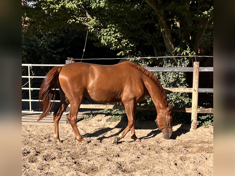 Hanoverian Gelding 3 years 16,1 hh Chestnut-Red in Wagenfeld