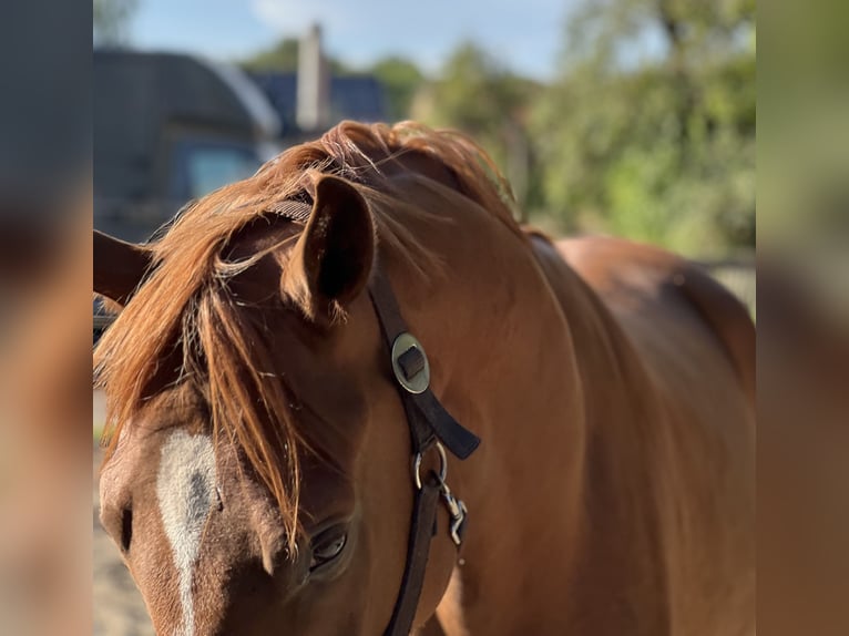 Hanoverian Gelding 3 years 16,1 hh Chestnut-Red in Wagenfeld