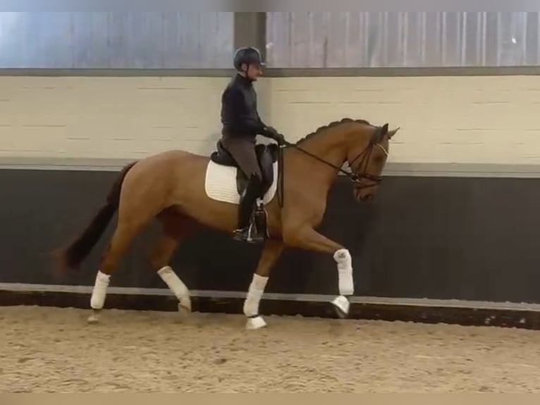Hanoverian Gelding 3 years 16.1 hh Chestnut-Red in Willich