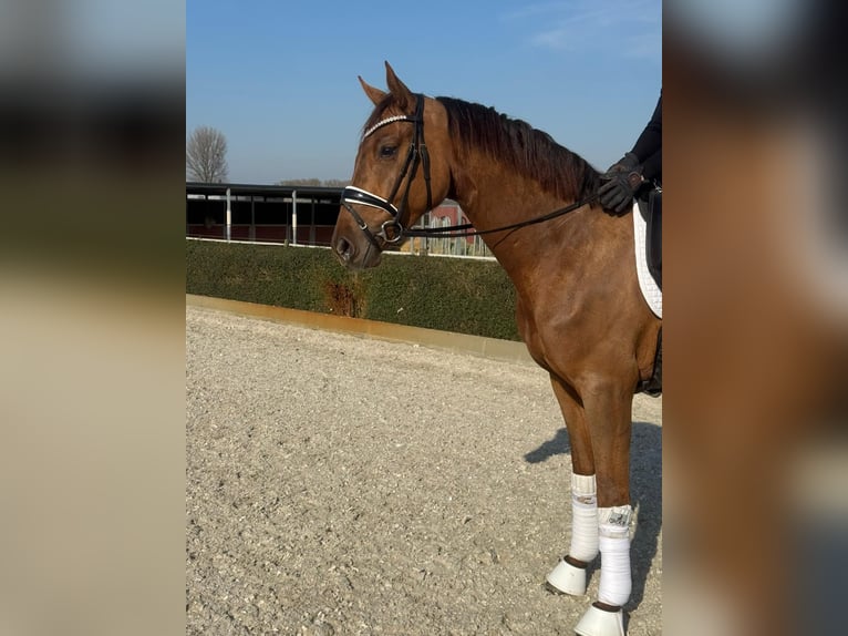 Hanoverian Gelding 3 years 16.1 hh Chestnut-Red in Willich