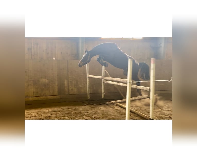 Hanoverian Gelding 3 years 16,1 hh Smoky-Black in Brniště