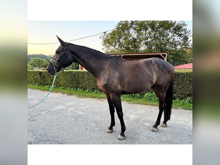 Hanoverian Gelding 3 years 16,1 hh Smoky-Black in Brniště