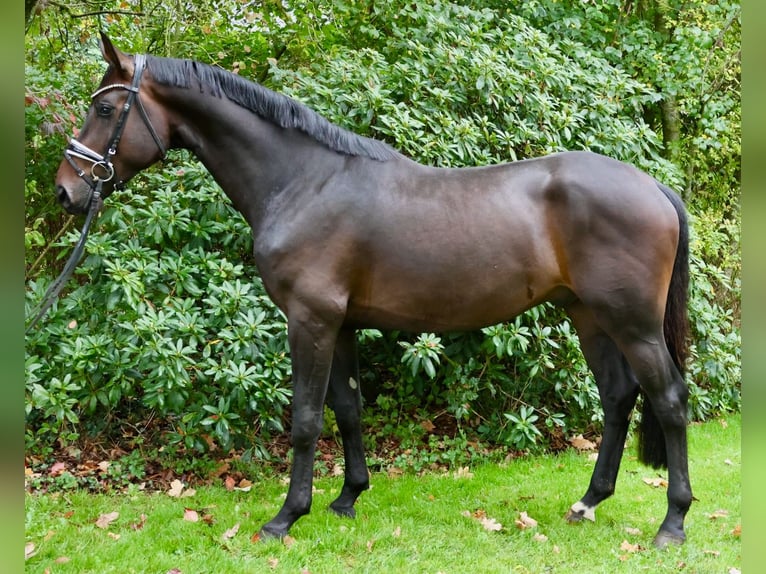Hanoverian Gelding 3 years 16,2 hh Bay-Dark in Bruchhausen-Vilsen