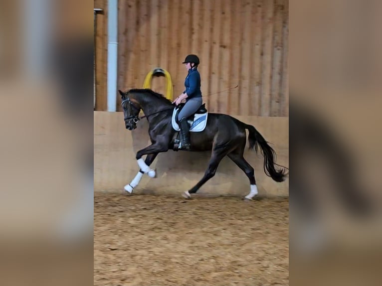 Hanoverian Gelding 3 years 16,2 hh Bay-Dark in Basdahl