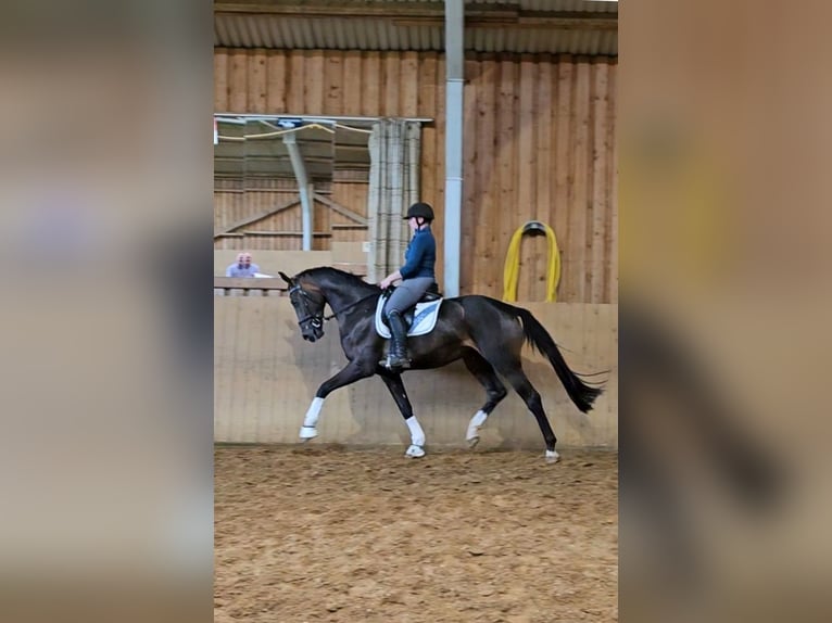 Hanoverian Gelding 3 years 16,2 hh Bay-Dark in Basdahl