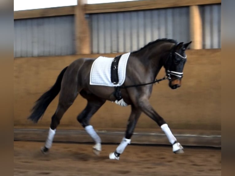 Hanoverian Gelding 3 years 16.2 hh Bay-Dark in Fredenbeck