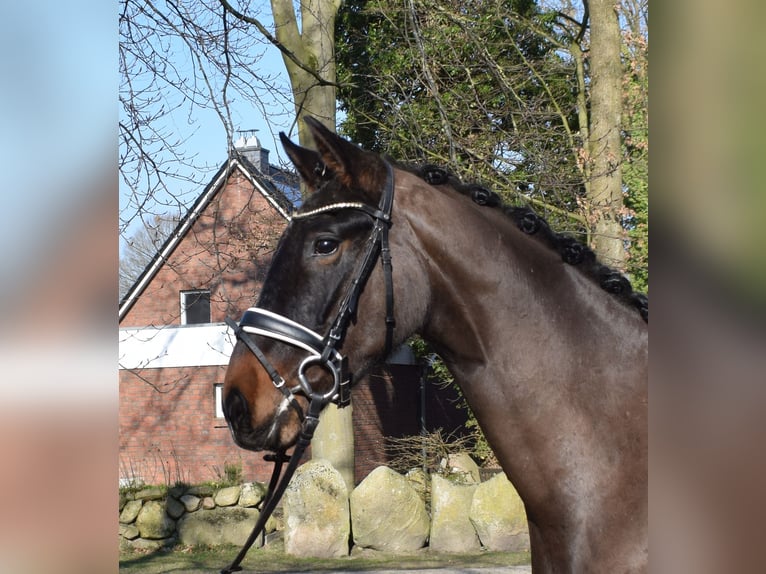 Hanoverian Gelding 3 years 16.2 hh Bay-Dark in Fredenbeck