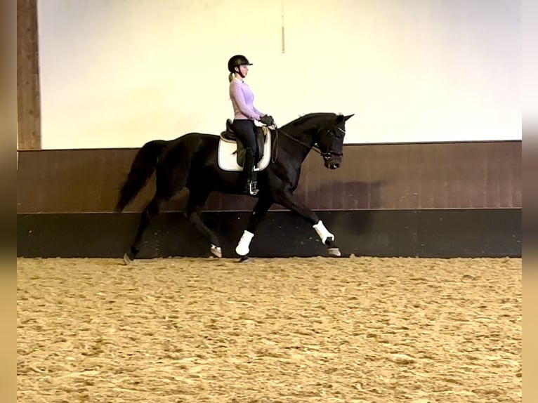 Hanoverian Gelding 3 years 16,2 hh Bay-Dark in Wetter (Ruhr)