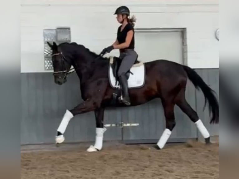 Hanoverian Gelding 3 years 16,2 hh Black in Tiddische