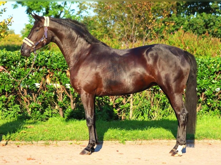 Hanoverian Gelding 3 years 16,2 hh Black in Selsingen