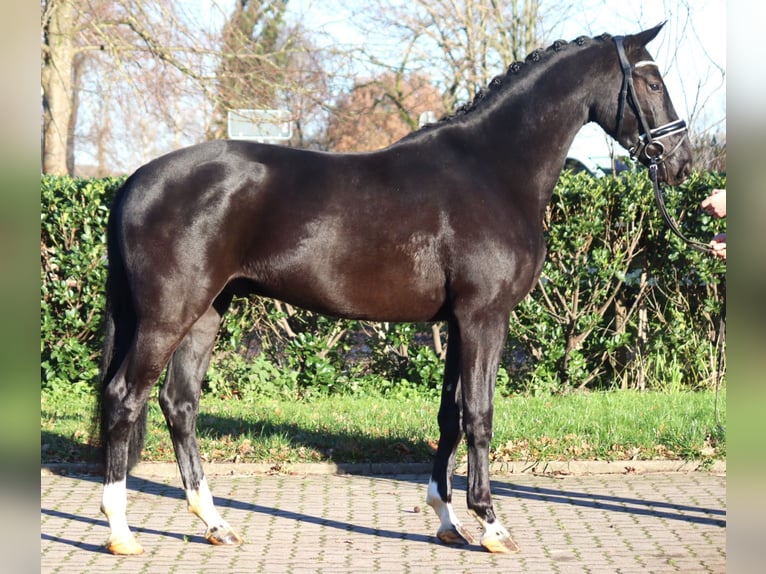 Hanoverian Gelding 3 years 16,2 hh Black in Selsingen