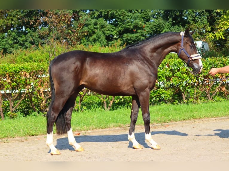 Hanoverian Gelding 3 years 16,2 hh Black in Selsingen