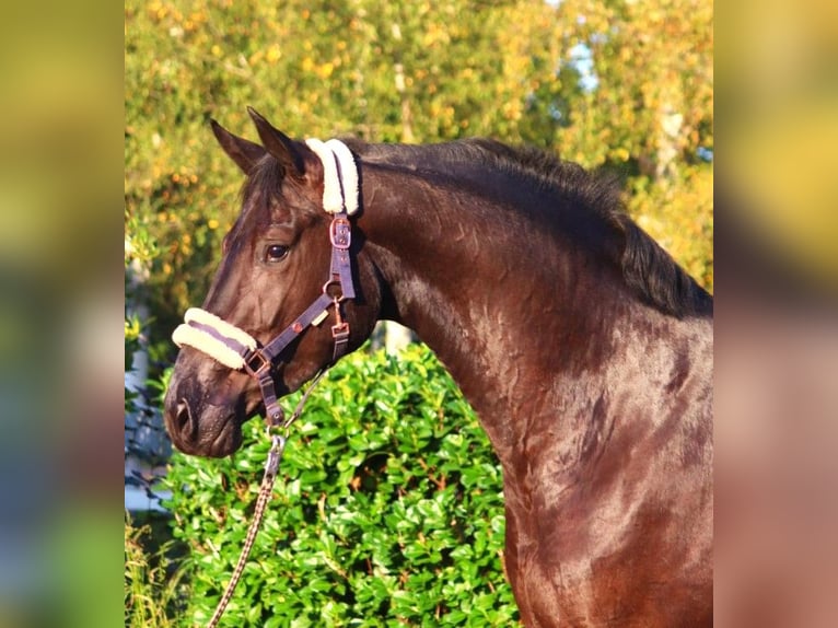 Hanoverian Gelding 3 years 16,2 hh Black in Selsingen