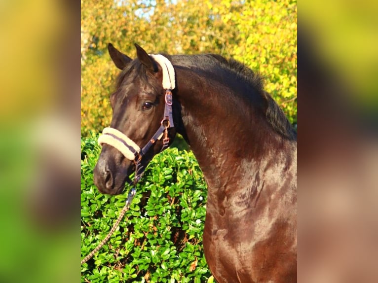 Hanoverian Gelding 3 years 16,2 hh Black in Selsingen