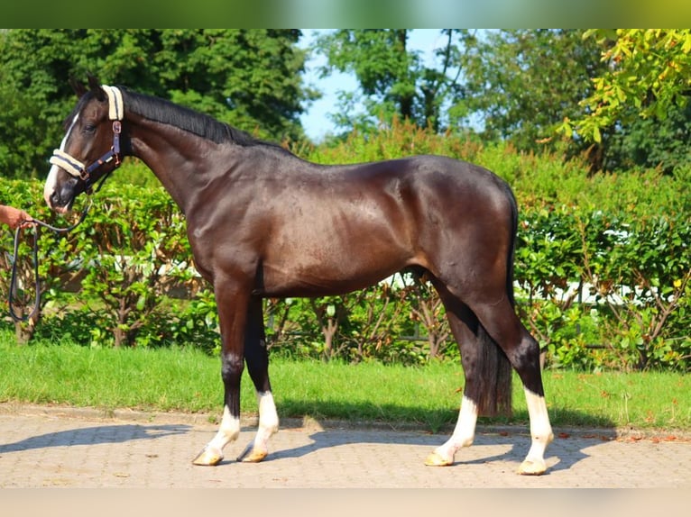 Hanoverian Gelding 3 years 16,2 hh Black in Selsingen