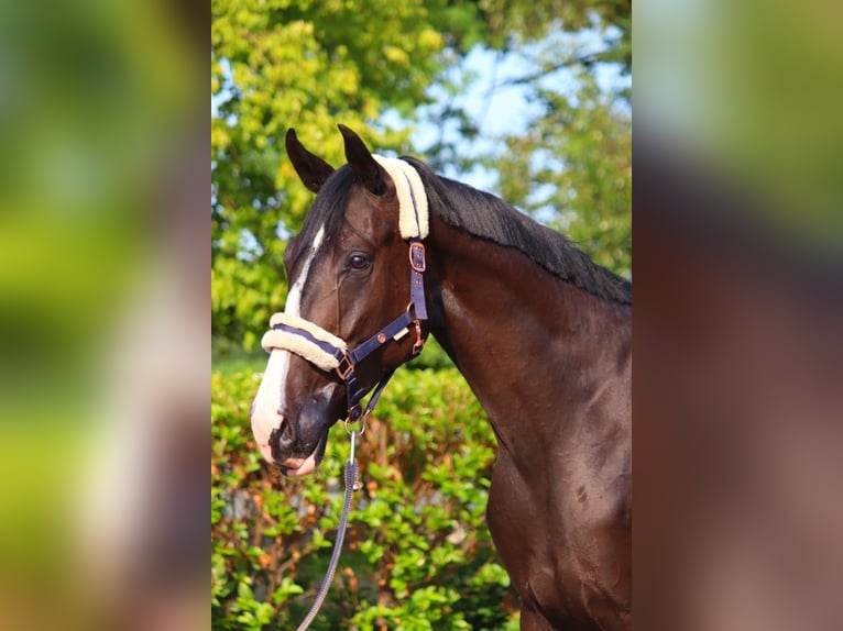 Hanoverian Gelding 3 years 16,2 hh Black in Selsingen