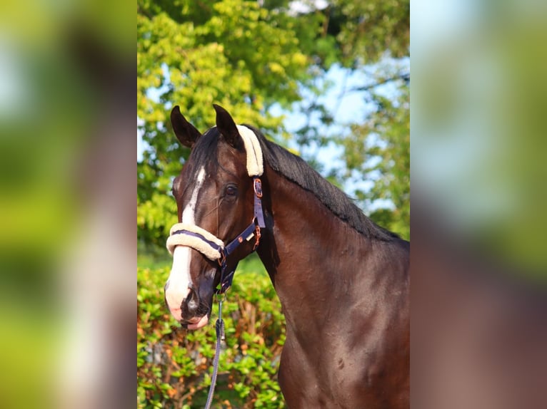 Hanoverian Gelding 3 years 16,2 hh Black in Selsingen