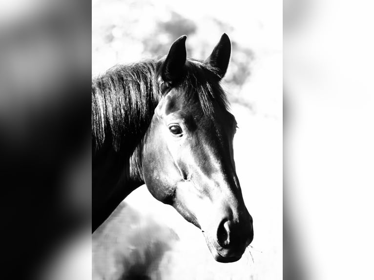 Hanoverian Gelding 3 years 16,2 hh Black in Walsrode