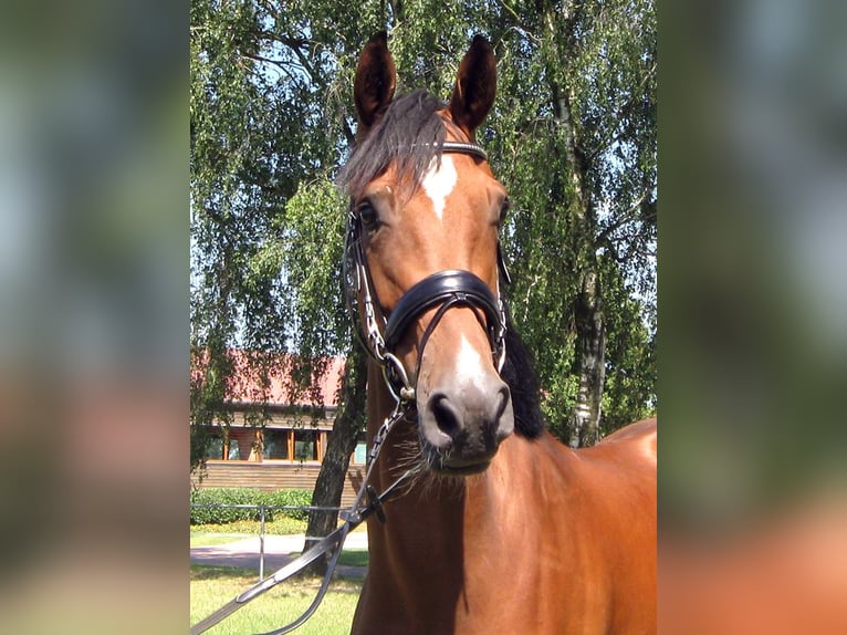 Hanoverian Gelding 3 years 16,2 hh Brown in Ankum