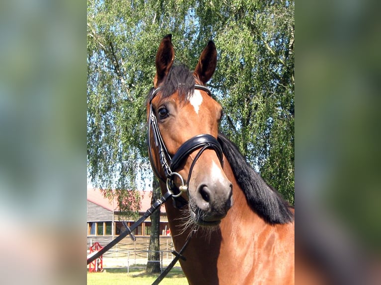 Hanoverian Gelding 3 years 16,2 hh Brown in Ankum