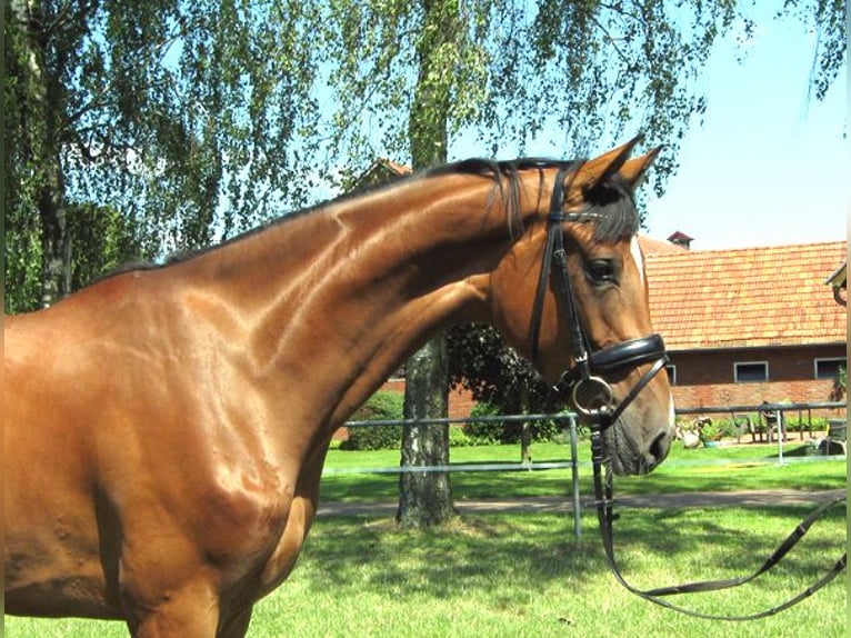 Hanoverian Gelding 3 years 16,2 hh Brown in Ankum