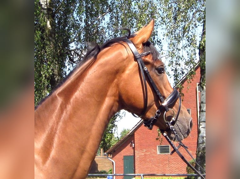 Hanoverian Gelding 3 years 16,2 hh Brown in Ankum