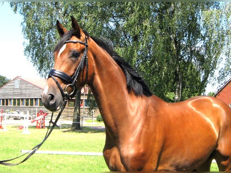 Hanoverian Gelding 3 years 16,2 hh Brown in Ankum