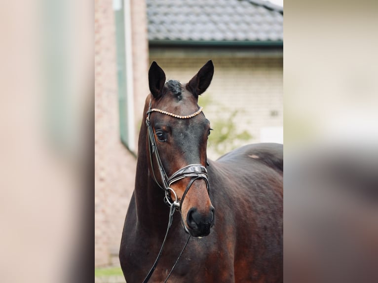 Hanoverian Gelding 3 years 16.2 hh Brown in Dorsten
