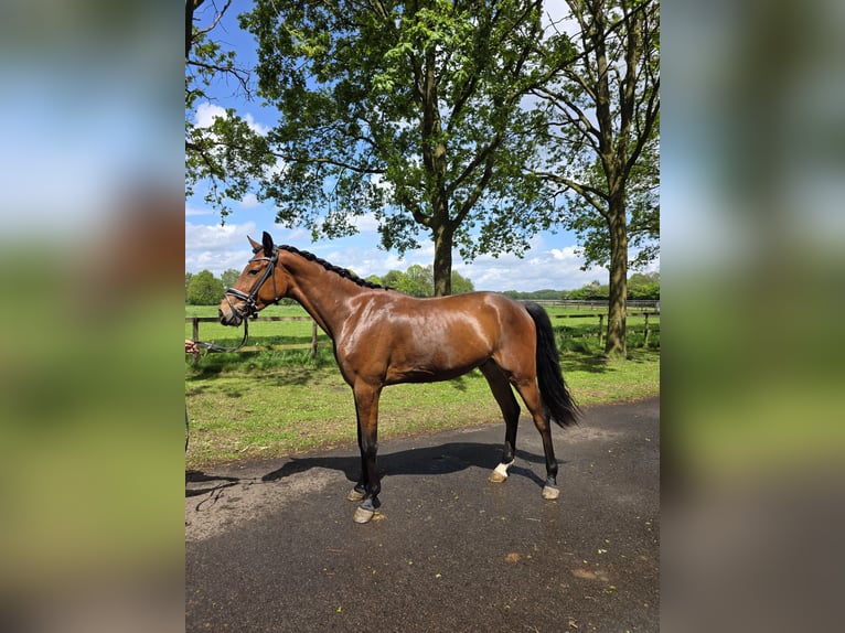 Hanoverian Gelding 3 years 16.2 hh Brown in Winkelsett