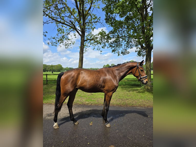 Hanoverian Gelding 3 years 16.2 hh Brown in Winkelsett