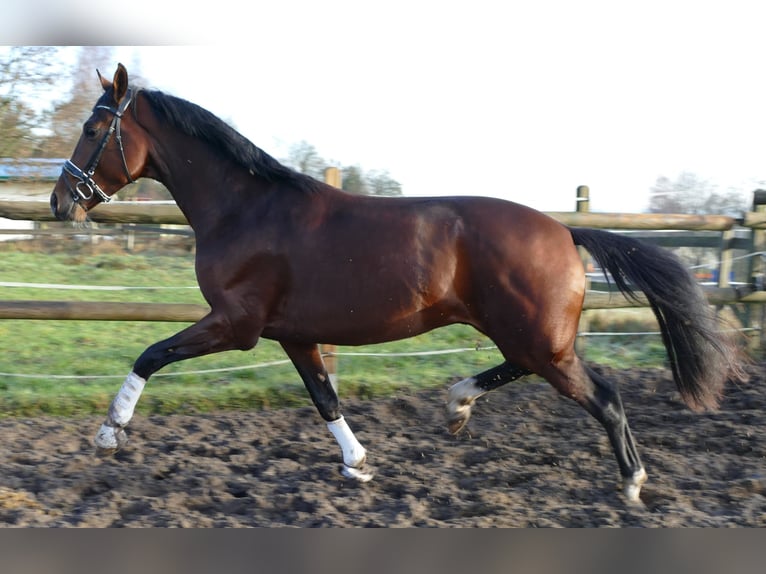Hanoverian Gelding 3 years 16.2 hh Brown in Greifenstein