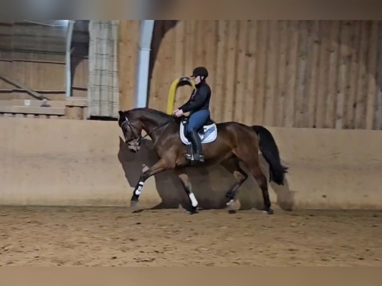 Hanoverian Gelding 3 years 16,2 hh Brown in Basdahl