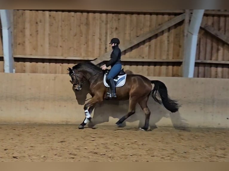 Hanoverian Gelding 3 years 16,2 hh Brown in Basdahl