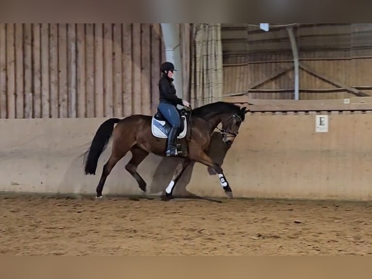 Hanoverian Gelding 3 years 16,2 hh Brown in Basdahl