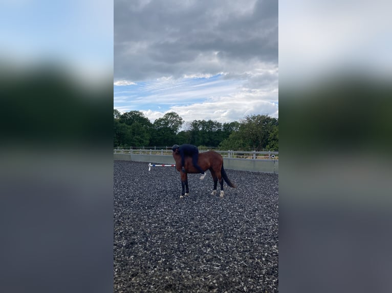 Hanoverian Gelding 3 years 16,2 hh Brown in Neuenkirchen