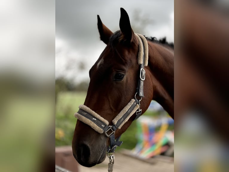 Hanoverian Gelding 3 years 16,2 hh Brown in Neuenkirchen