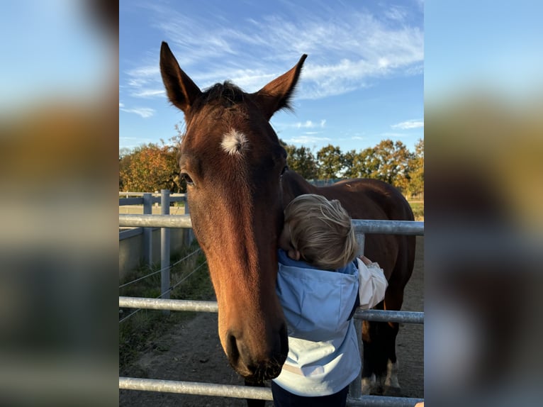 Hanoverian Gelding 3 years 16,2 hh Brown in Neuenkirchen