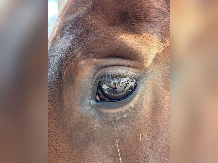 Hanoverian Gelding 3 years 16,2 hh Brown in Neuenkirchen