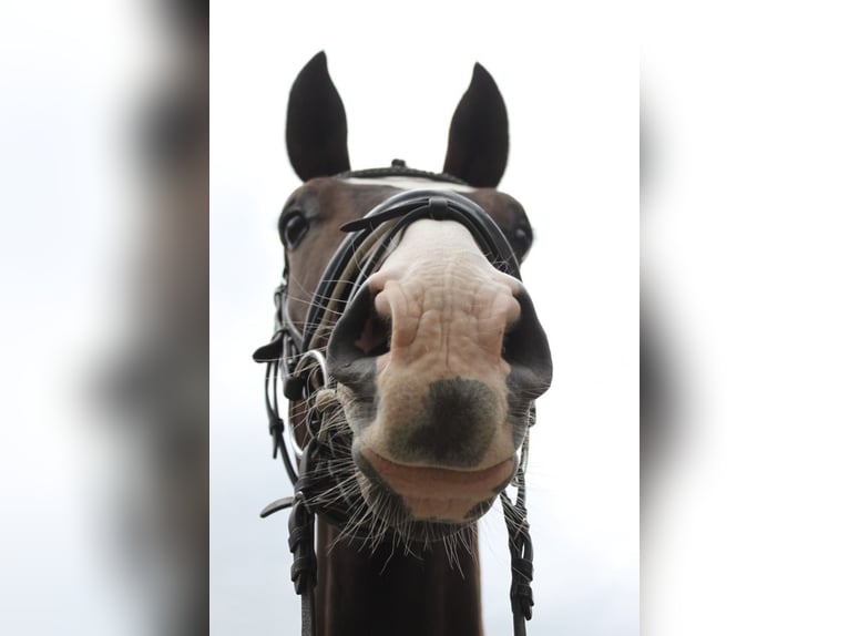 Hanoverian Gelding 3 years 16.2 hh Brown in Rosdorf