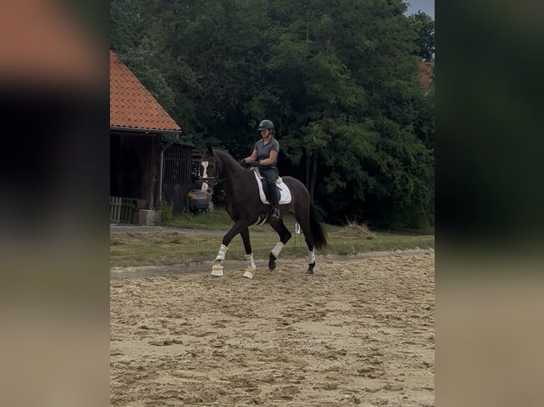 Hanoverian Gelding 3 years 16.2 hh Brown in Rosdorf