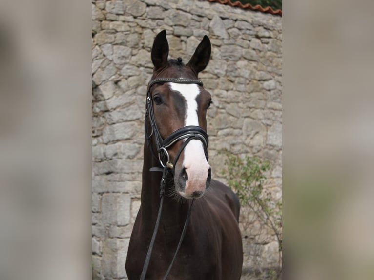 Hanoverian Gelding 3 years 16.2 hh Brown in Rosdorf