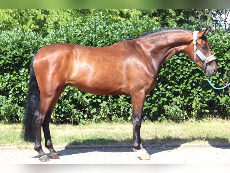 Hanoverian Gelding 3 years 16.2 hh Brown in Selsingen