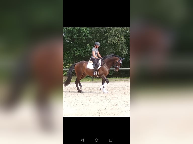 Hanoverian Gelding 3 years 16,2 hh Brown in Löningen