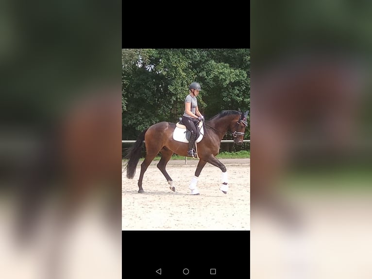 Hanoverian Gelding 3 years 16,2 hh Brown in Löningen