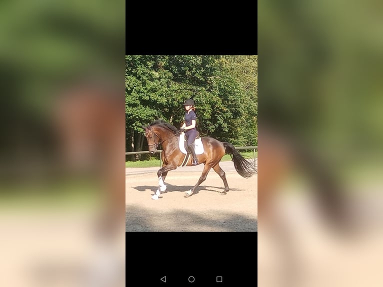 Hanoverian Gelding 3 years 16,2 hh Brown in Löningen