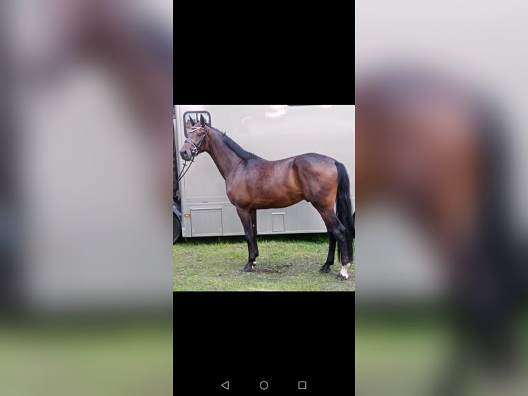 Hanoverian Gelding 3 years 16,2 hh Brown in Löningen